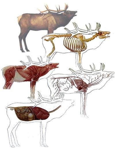 Where are the Vital Targets in Elk Anatomy