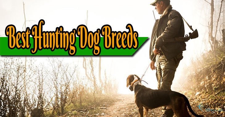 Best Hunting Dog Breeds