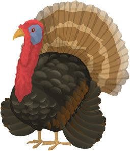 turkey gobbler