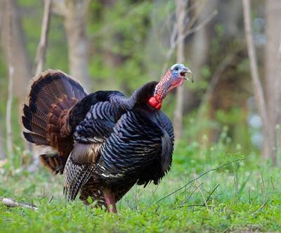 Return To Henned Up Gobblers