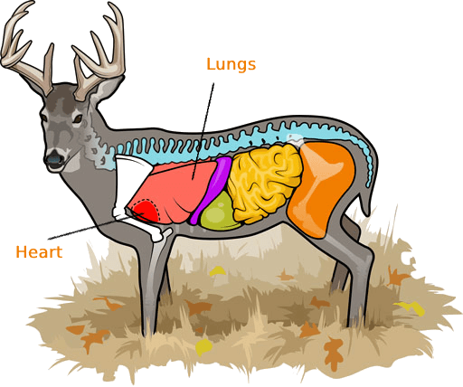 deer heart and lungs