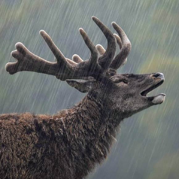 deer move in the rain