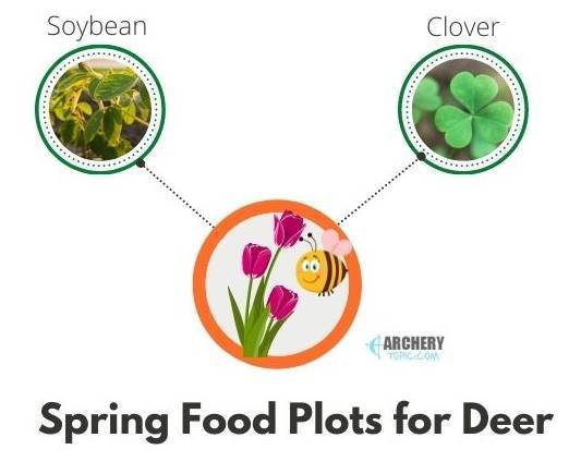 spring deer food plot