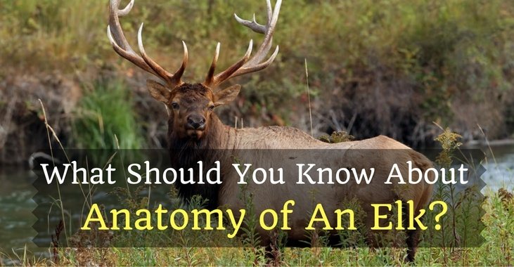 Anatomy of An Elk