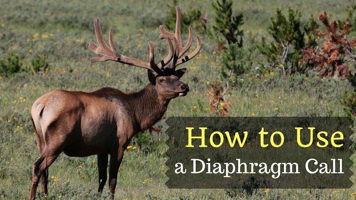 How to Use a Diaphragm Call