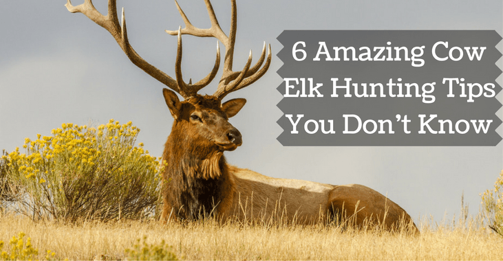 cow elk hunting tips
