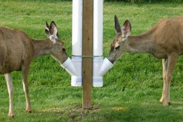 How to Prevent Other Animals to Your Deer Feeder
