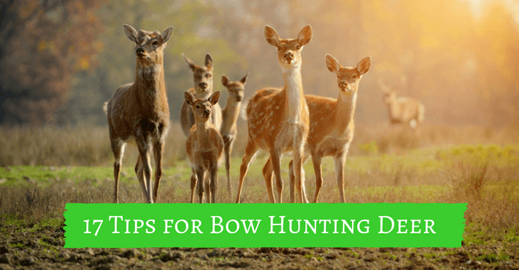 17 tips for bow hunting deer - 3
