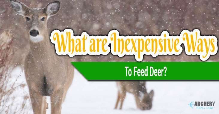 inexpensive way to feed deer