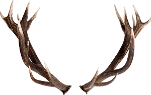 What is Shed Antler Hunting