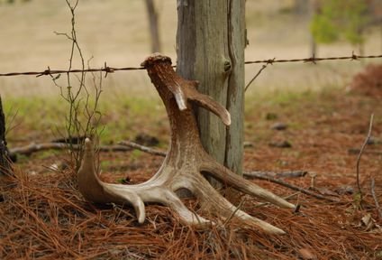 deer antler fence crossing