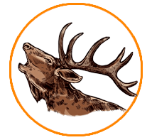 what is elk hunting basic