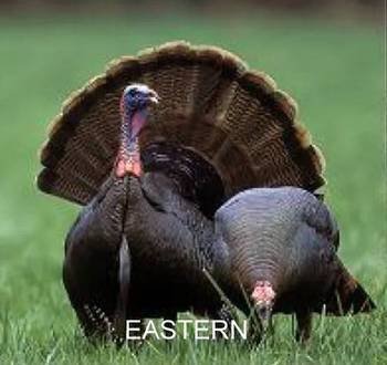 estern turkey