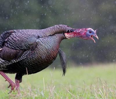 turkey after rain 