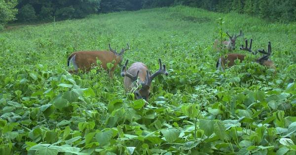 Are Deer Food Plots Worth It?
