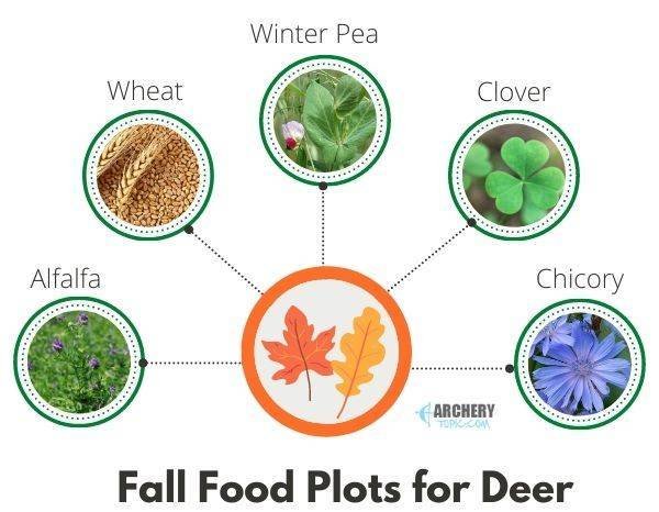 fall deer food plot