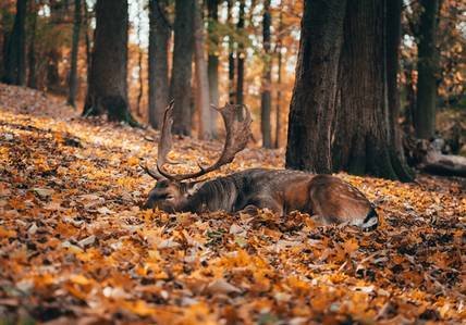 factor affect deer bedding areas