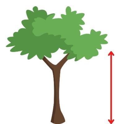 tree height