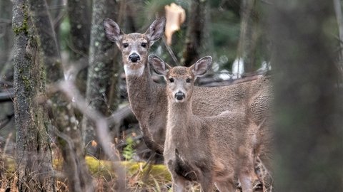 deer alerts