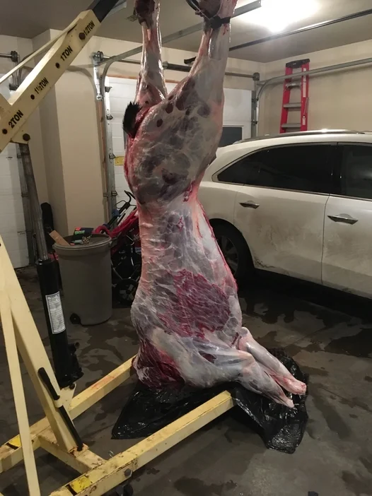 age deer meat in garage