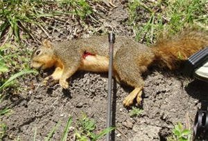 squirrel shot