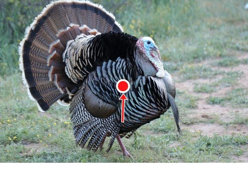 broadside - male turkey