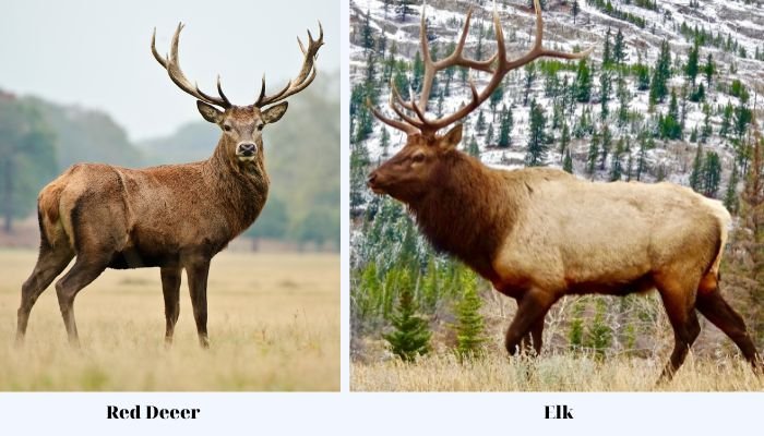 elk vs deer size