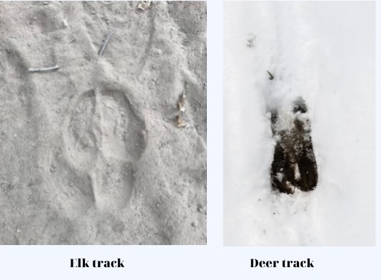elk vs deer track