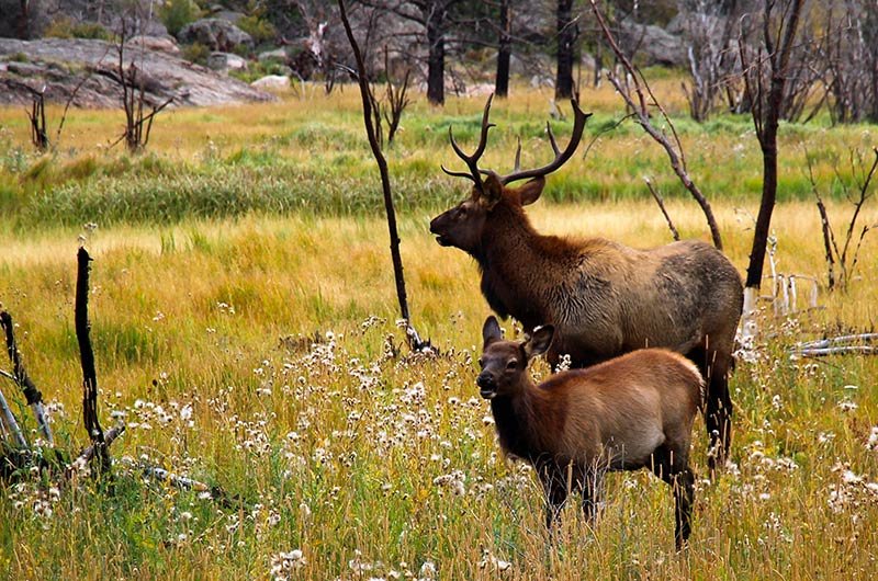 north american elk