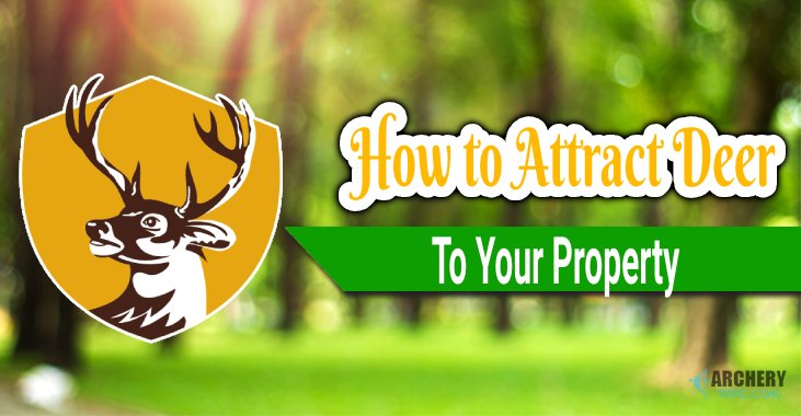 How To Attract Deer To Your Property Fast (& Hold Longer)