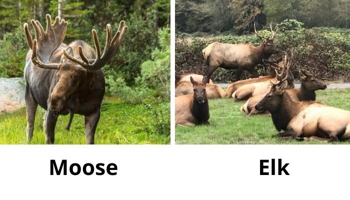 elk vs moose - bahavior