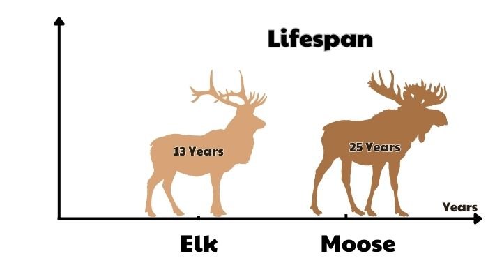 elk vs moose - lifespan