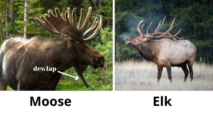 elk vs moose - apperance