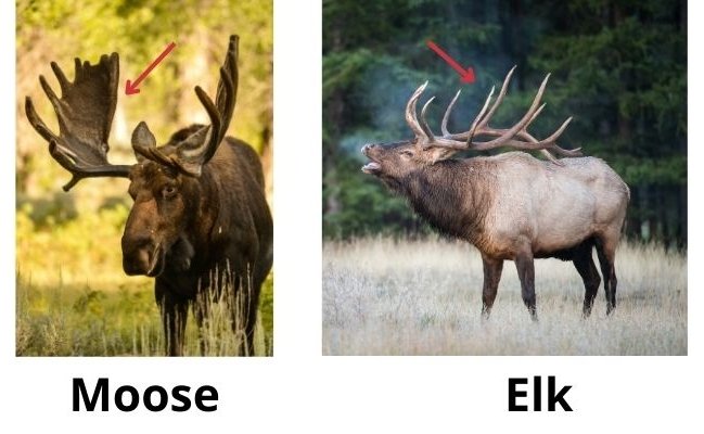 elk vs moose - antler