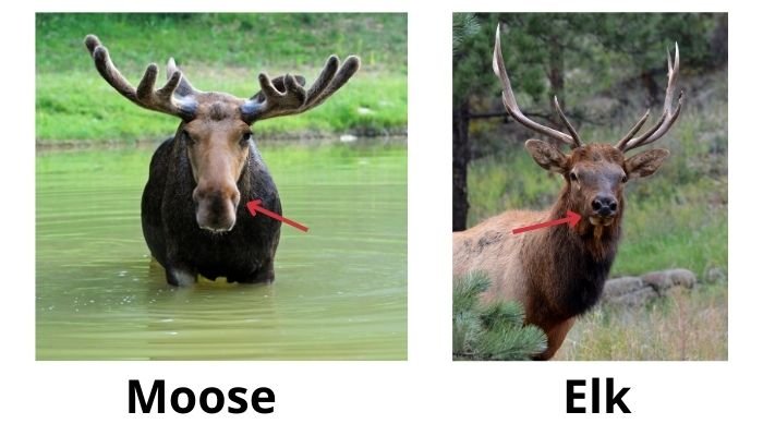 elk vs moose - nose