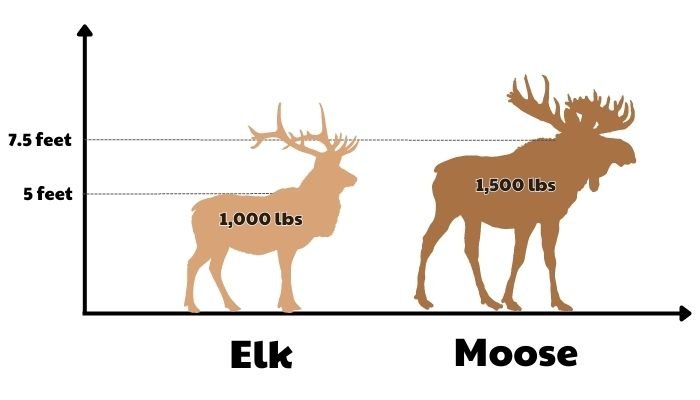 elk vs moose - size