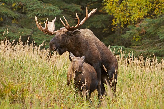 moose mating